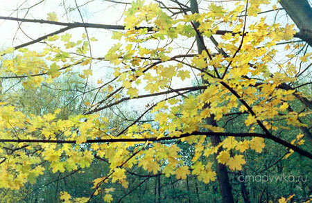 почему осенью листья желтеют