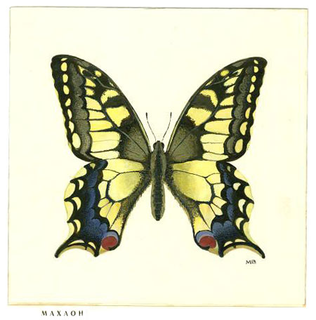 бабочка махаон Papilio machaon