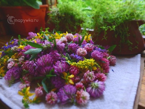 чайный сбор с цветами