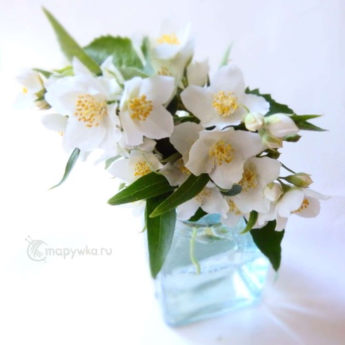 чубушник белые цветочки